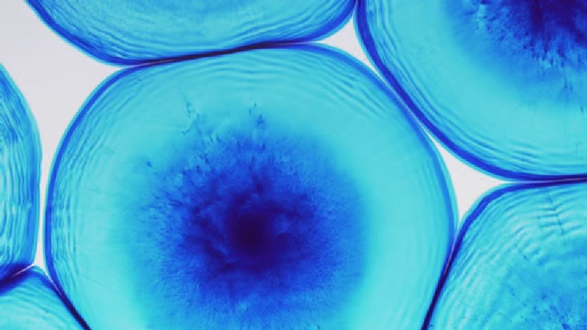 NAD & Stem Cell Moisturizer